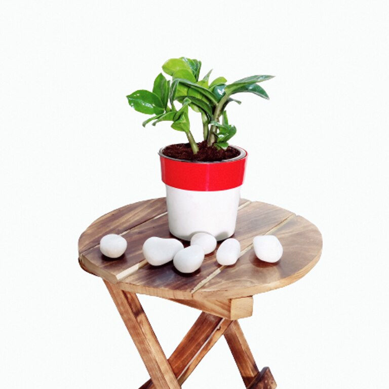 Air Purifier Indoor Plants For Home -Curly ZZ Plant (Dual Color Pot)